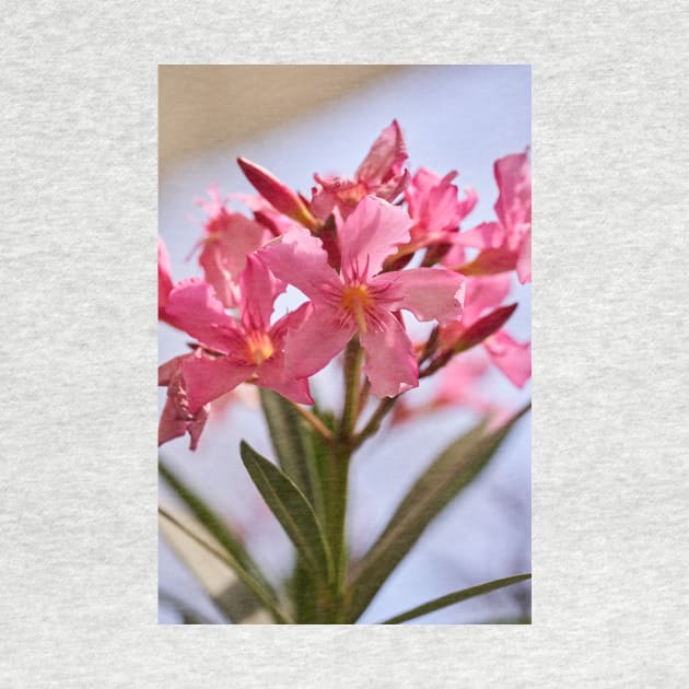 Pink lillies closeup by naturalis